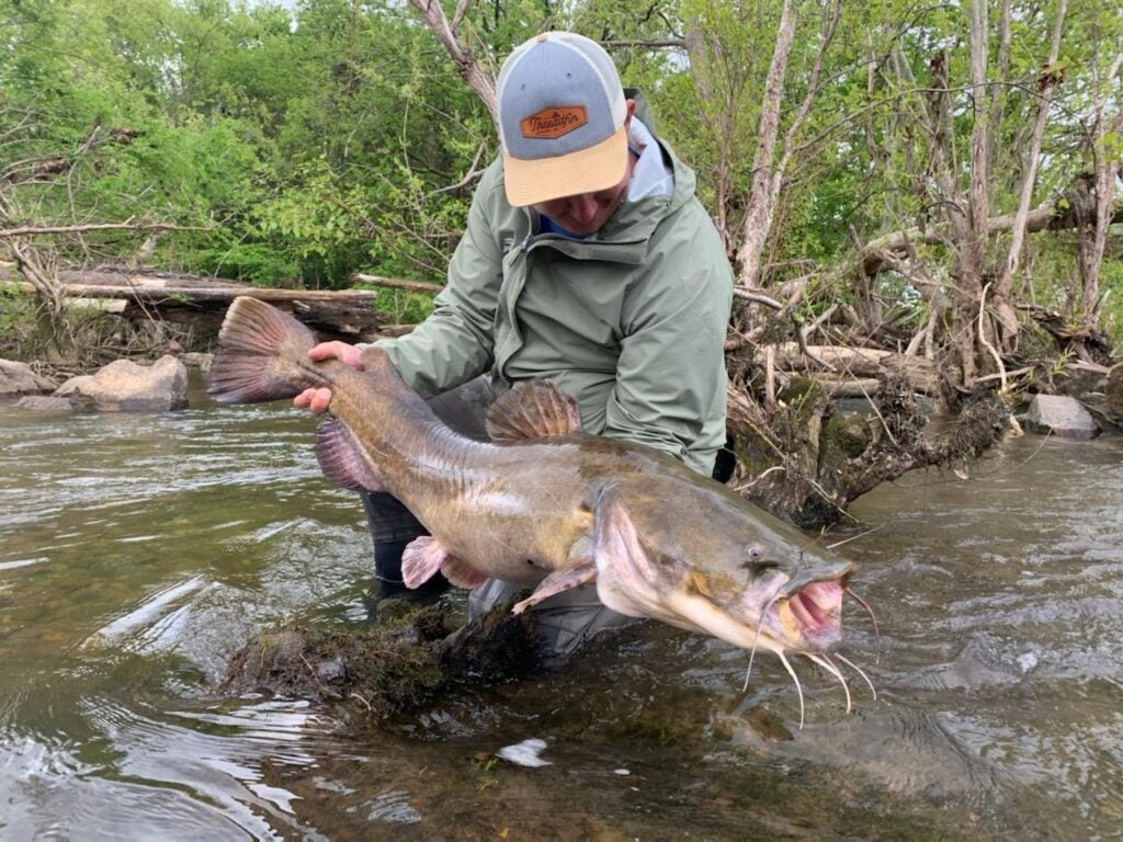 Flathead caught with the Shimano Spheros SW