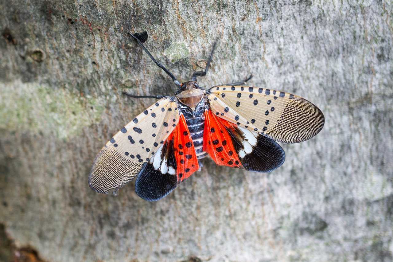 The spotted lanterfly is bad news for agriculture and wildlife.