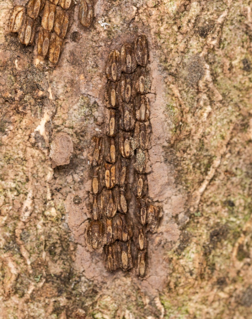 Spotted lanternfly egg mass.
