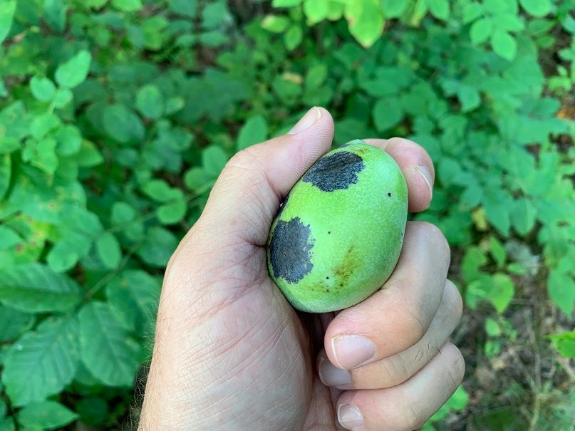 The pawpaw tastes like a cross between mango and banana.