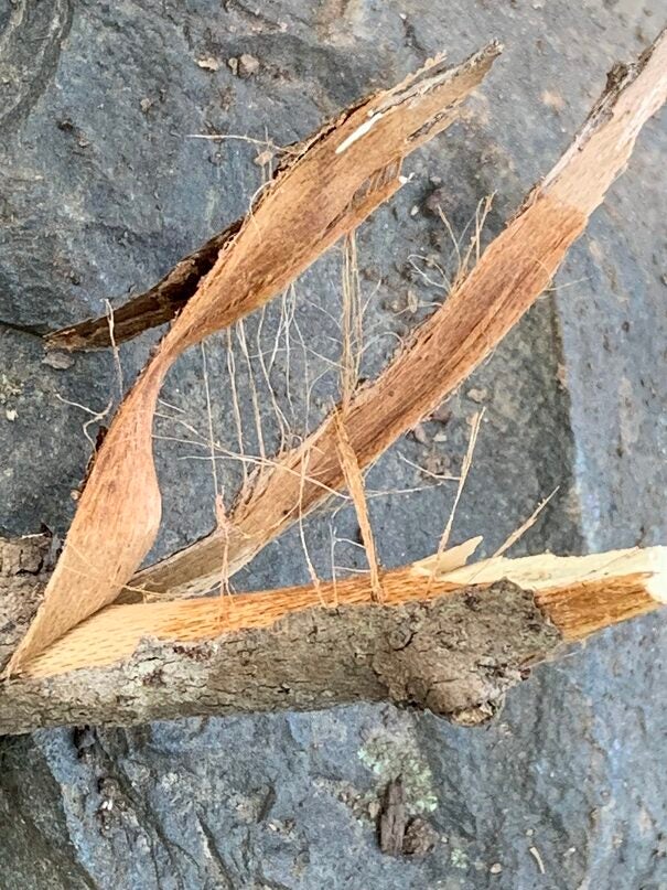 After the bark dries, use it for tinder.