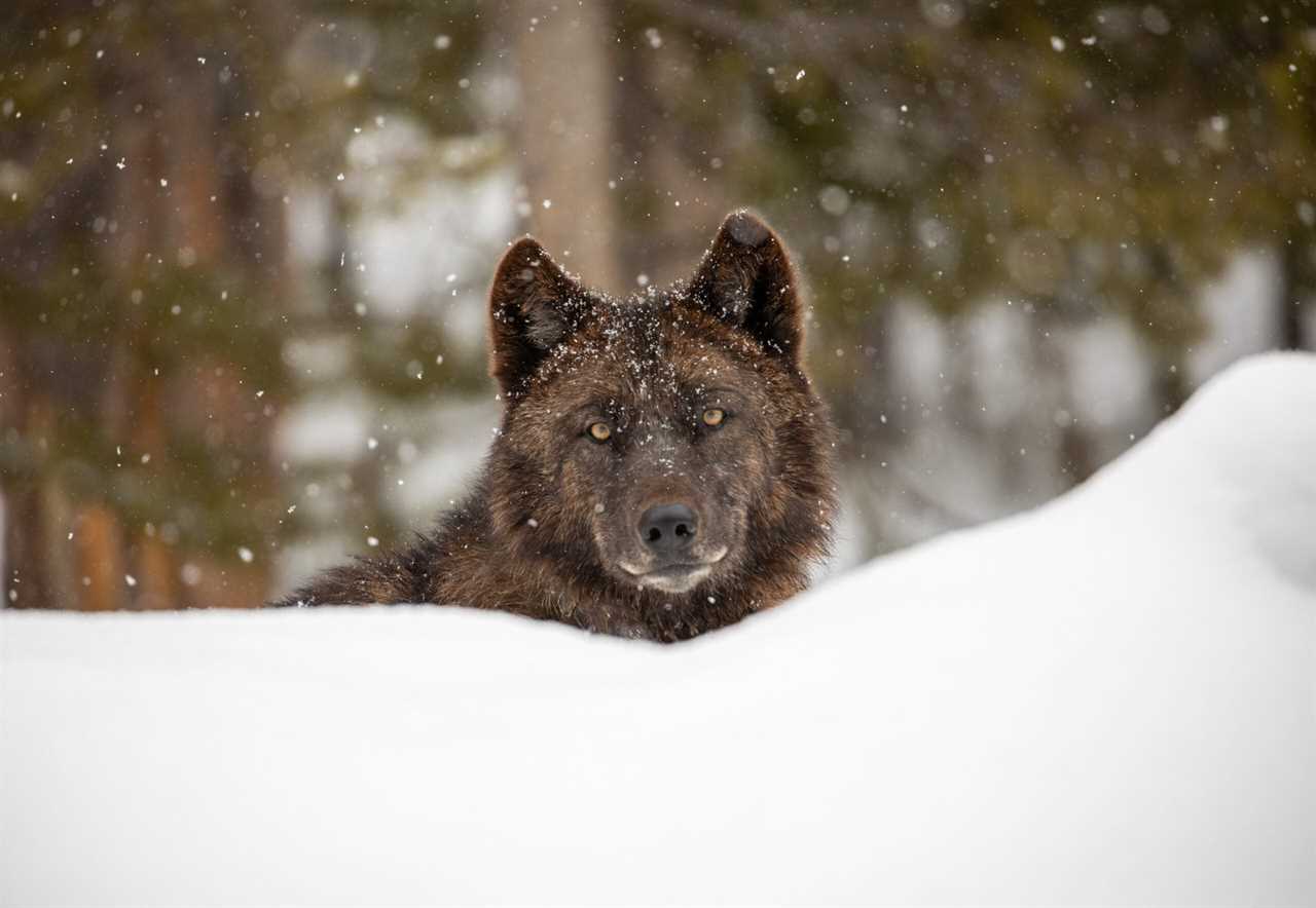 wolf in the snow