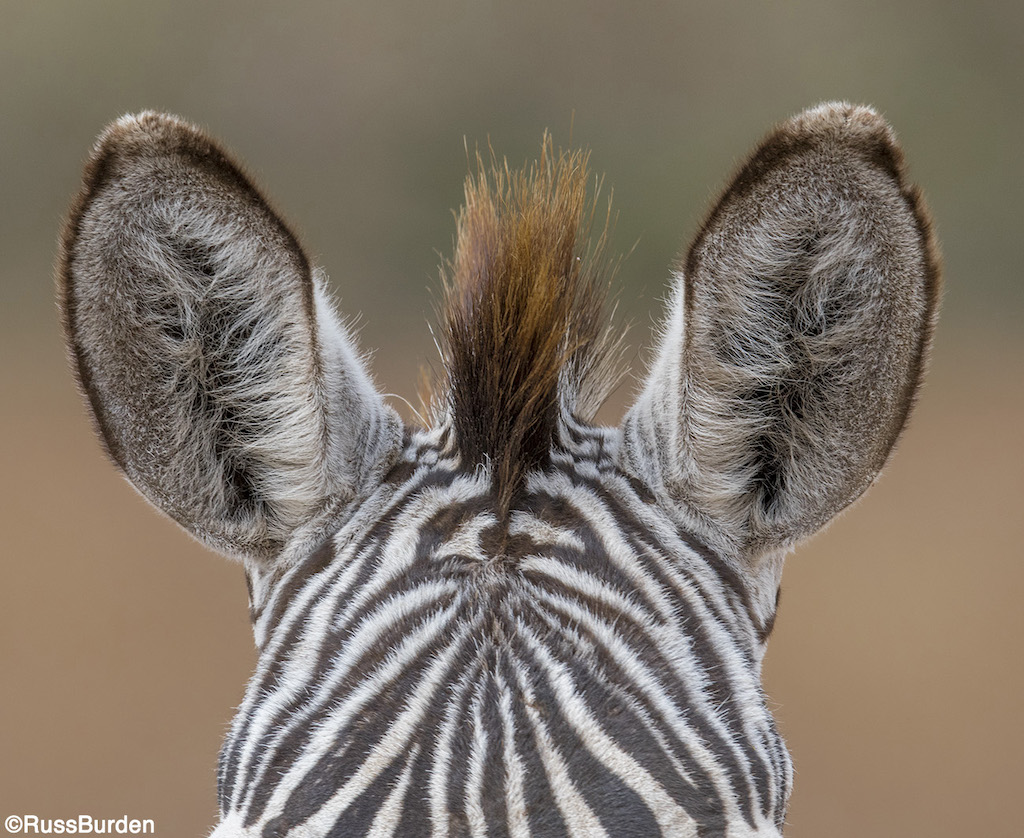 Shapes, Lines, Patterns And Textures in Nature, Part 2