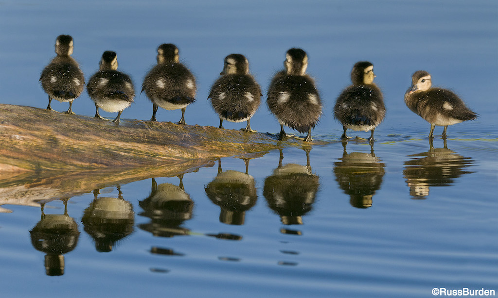 Shapes, Lines, Patterns And Textures in Nature, Part 2