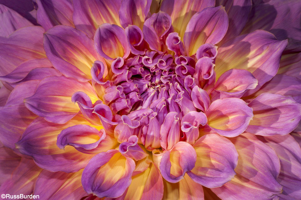 Shapes, Lines, Patterns And Textures in Nature, Part 2