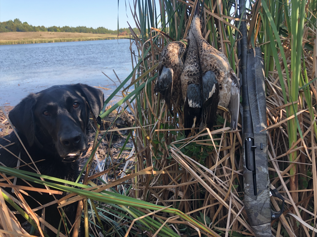minnesota teal hunt
