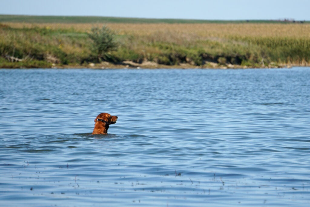 A good retriever helps reduce waterfowl crippling rates.