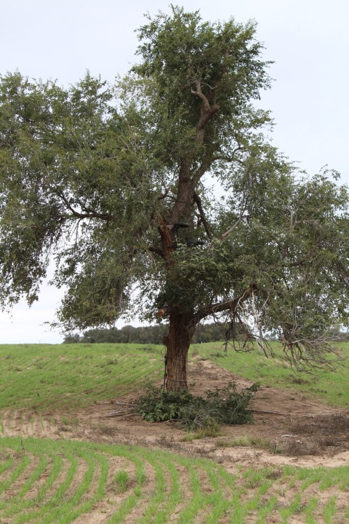 Find a cottonwood tree and set up on a pronghorn water hole.