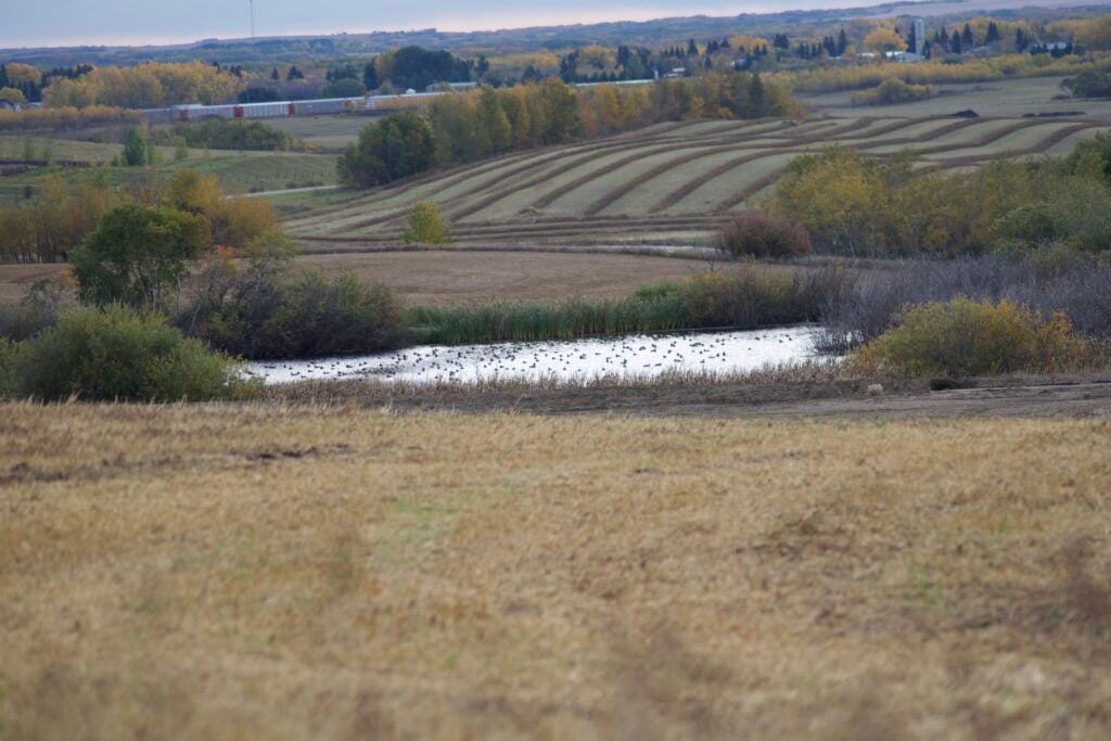 Find a small wetland and you will find ducks.