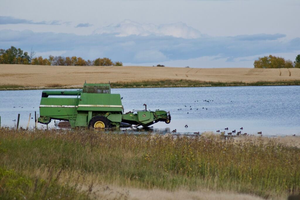 Check out larger wetlands if you want to shoot divers.