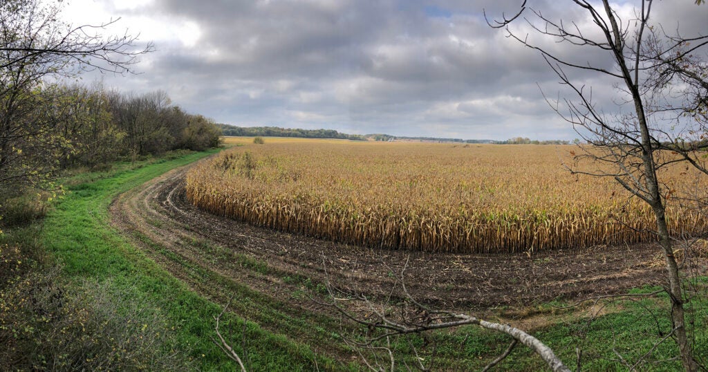 wisconsin cornfield