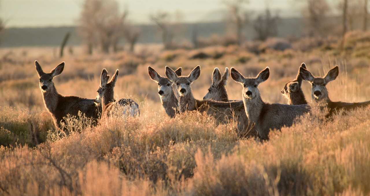 Existing habitat programs are a boon for the 30 by 30 plan.