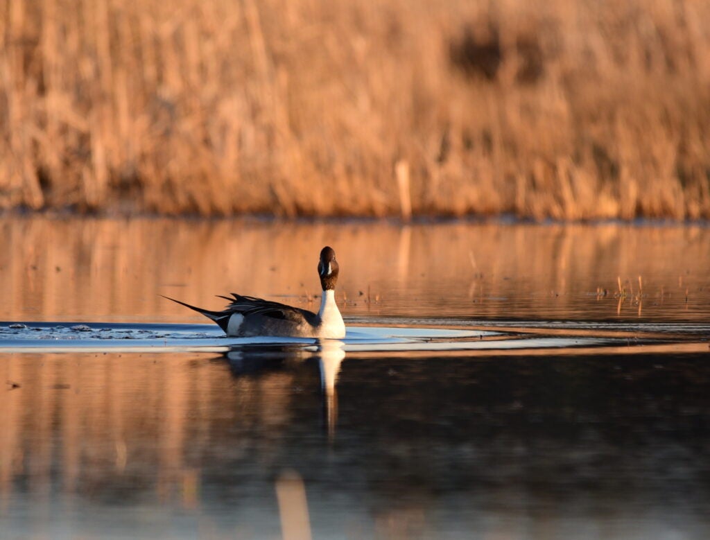 The 30 by 30 plan should rely on existing wetland and habitat programs to meet its goals.