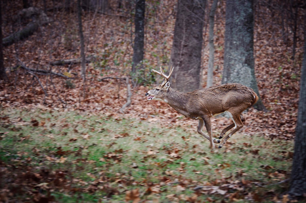 Cold weather tends to put whitetails on the move