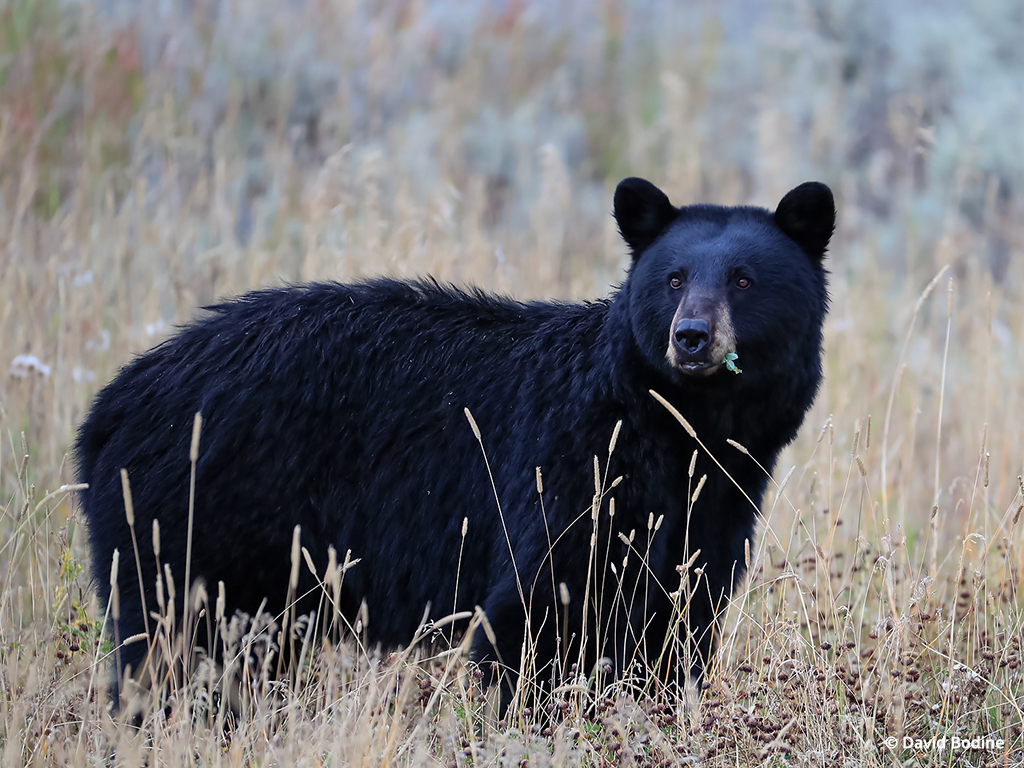 Photo Of The Day By David Bodine