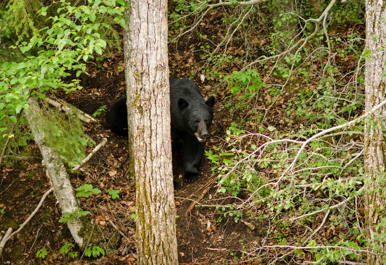 black bear