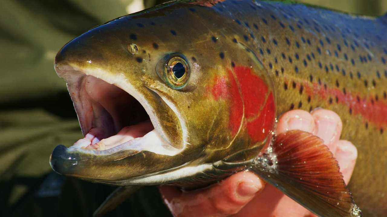 steelhead from idaho's salmon river