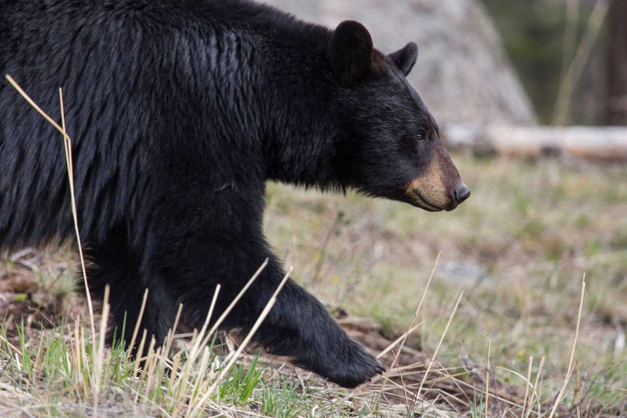 Bear hunter harassment is not uncommon.