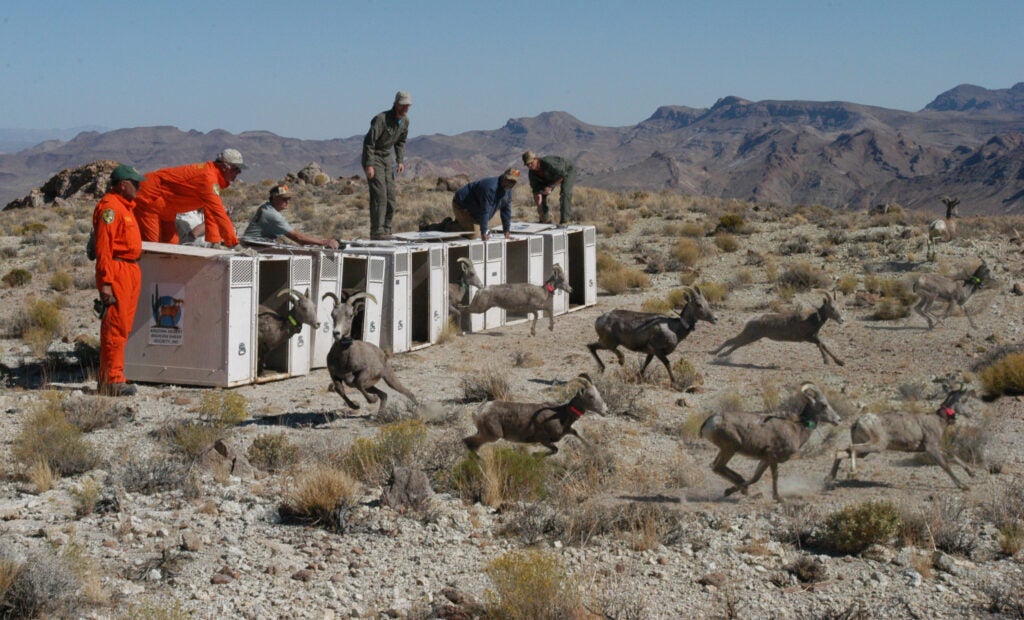 In Utah, a Desert Bighorn Sheep “Nursery” Planned for Private Ranch