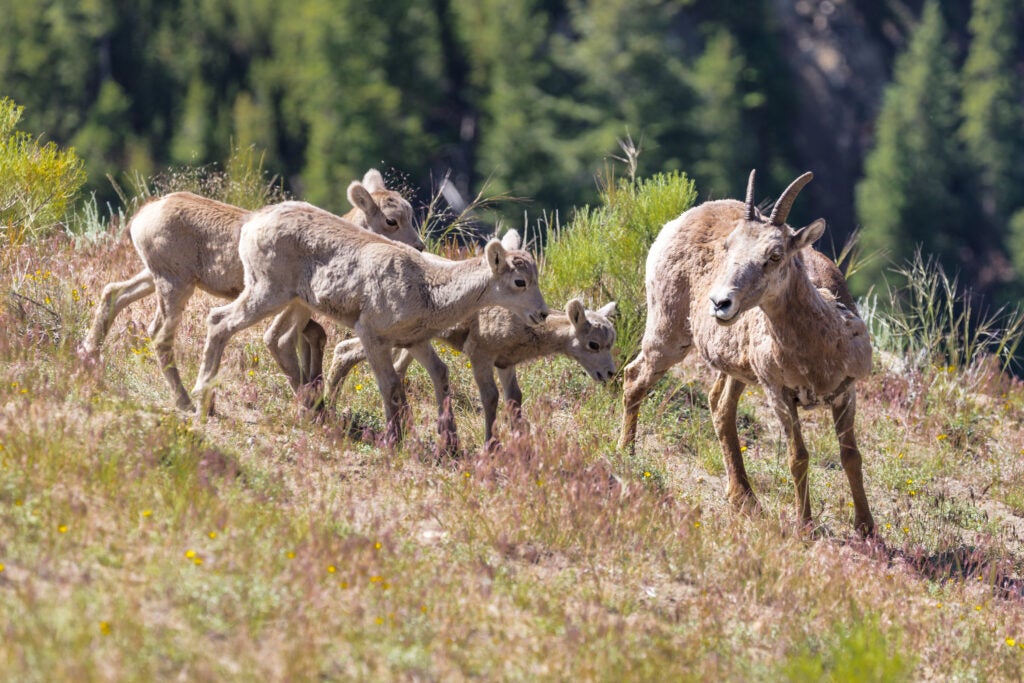 A bighorn sheep nursery is begging questions about Utah's sheep management.