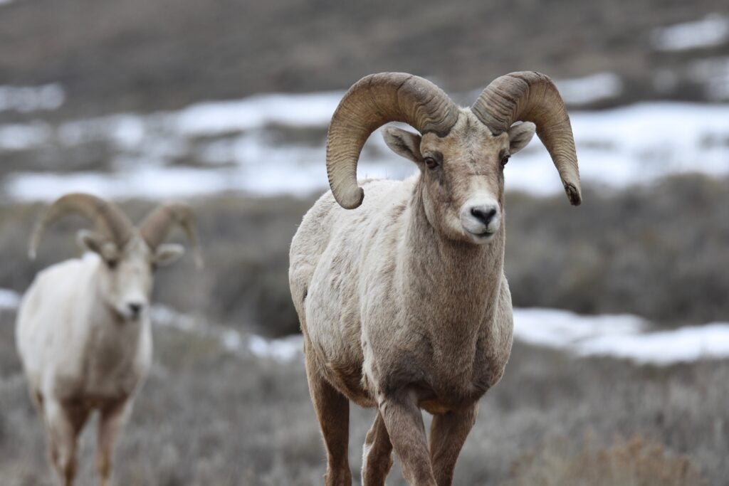 In Utah, a Desert Bighorn Sheep “Nursery” Planned for Private Ranch