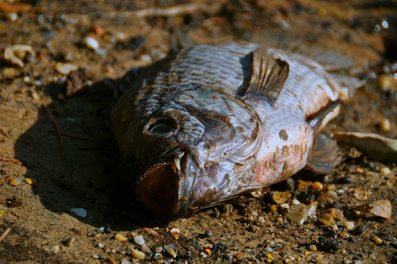 dead tilapia