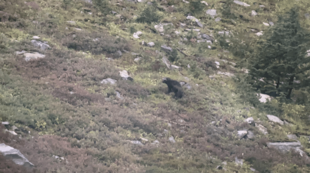 The wild encounter involved two bowhunters, three wolverines, and an apparent mule deer suicide.