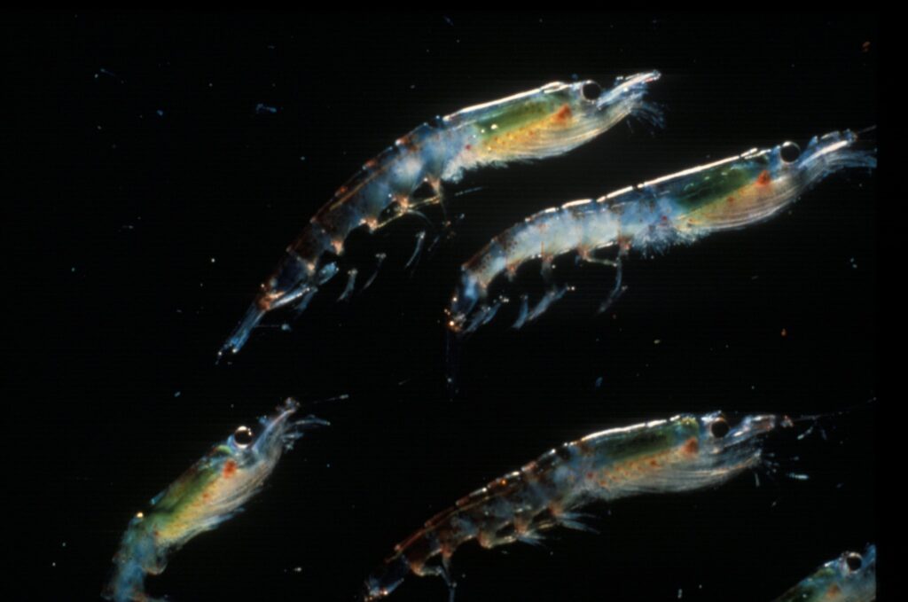 Atlantic krill