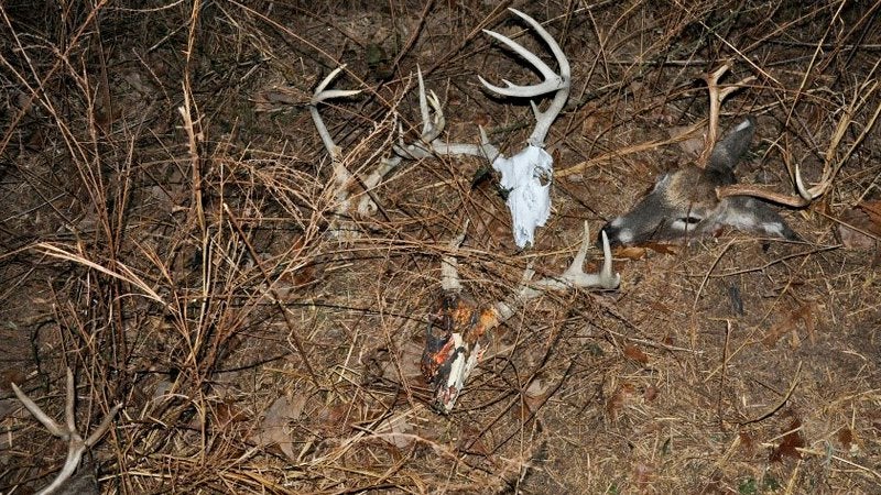 Garden of Skulls poaching case in Arkansas.