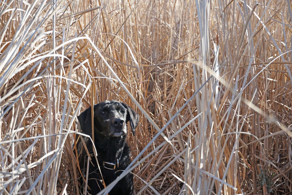 black lab hunting dog