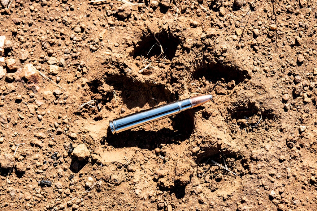 A lion print shown with a .375 H&H cartridge for scale.