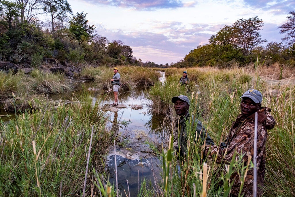 The hunt for Cape buffalo continues.