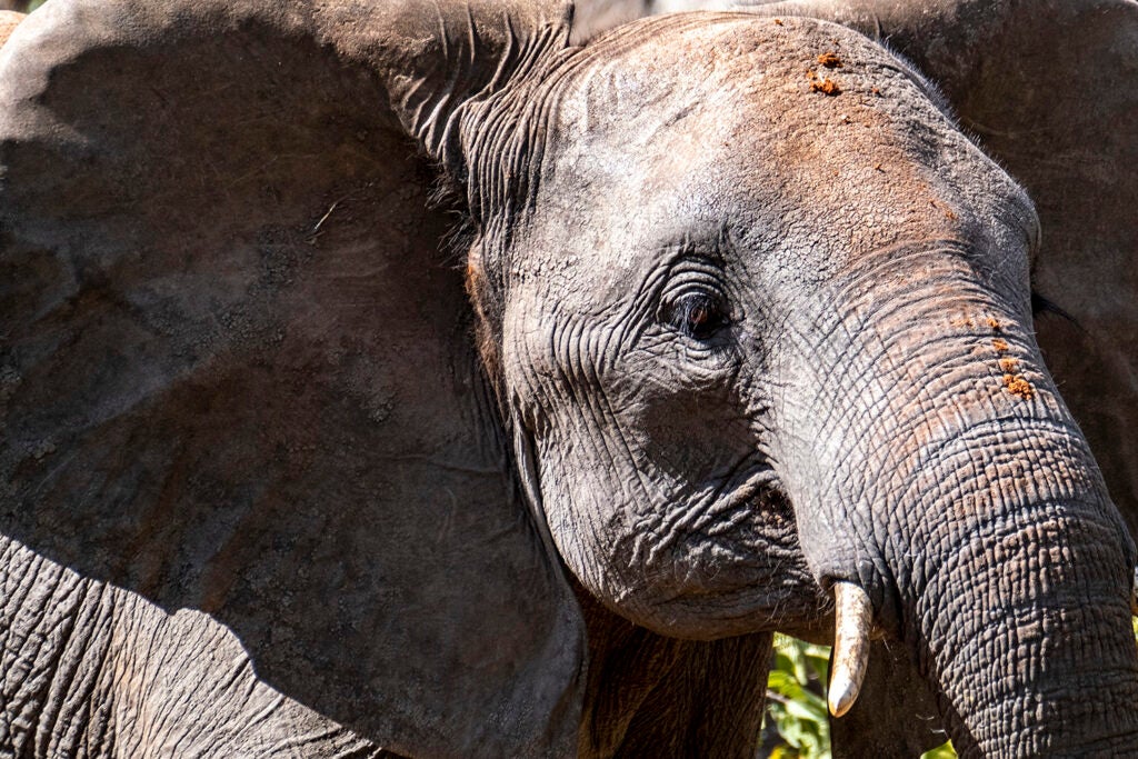 A cow elephant from day two of the Matetsi-area hunt.