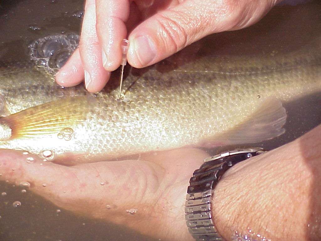 Fizzing fish is not complicated.