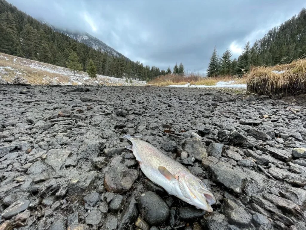 Dead trout below Hebgen Dam