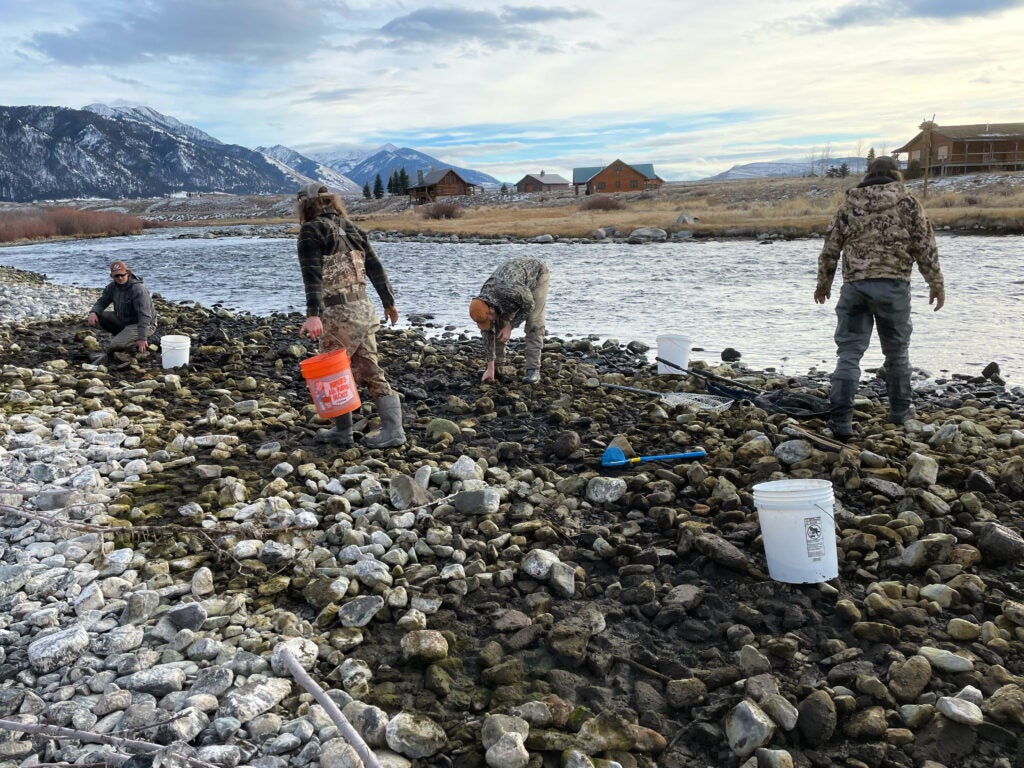 Volunteers save stranded fish on the Madison below Heben