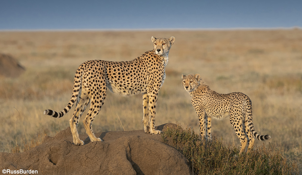 Creating Memorable Wildlife Portraits