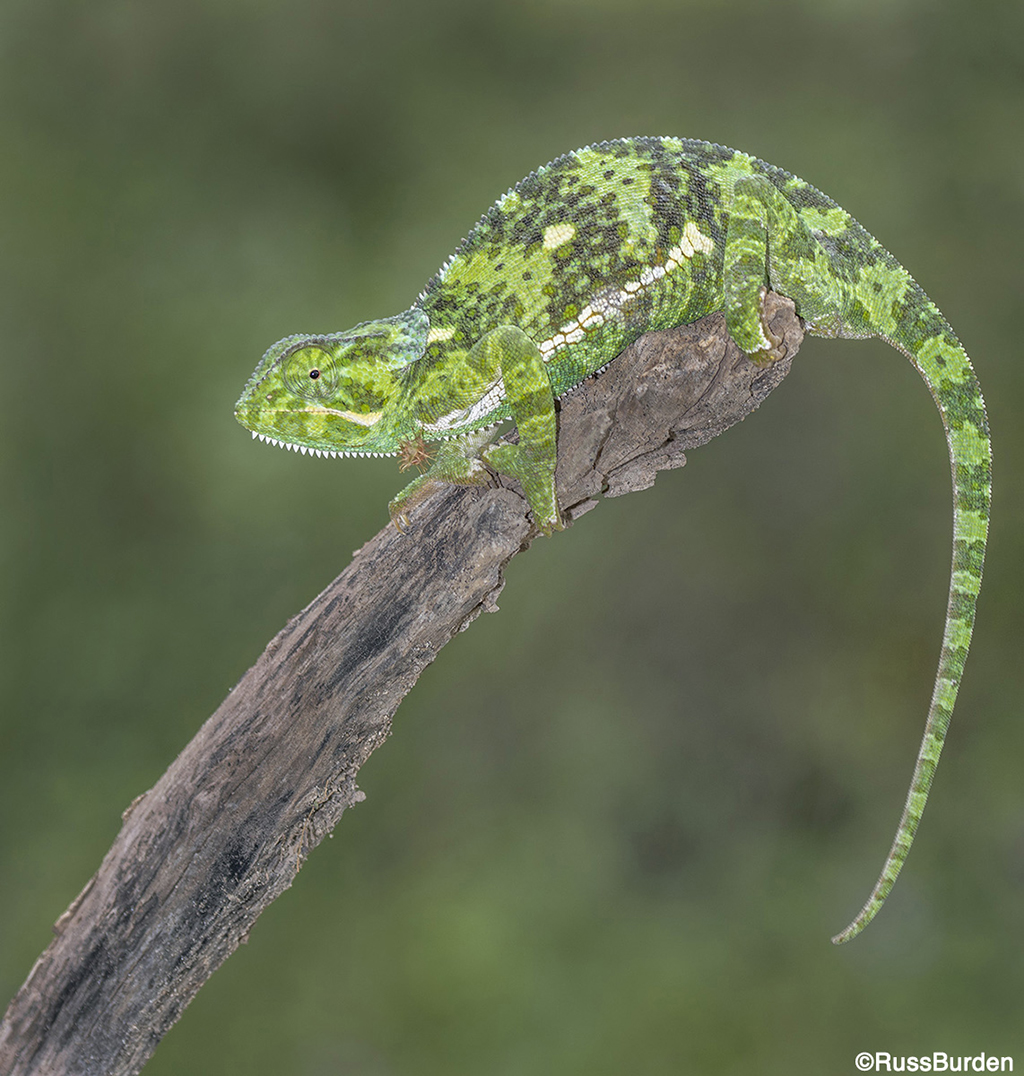 Creating Memorable Wildlife Portraits