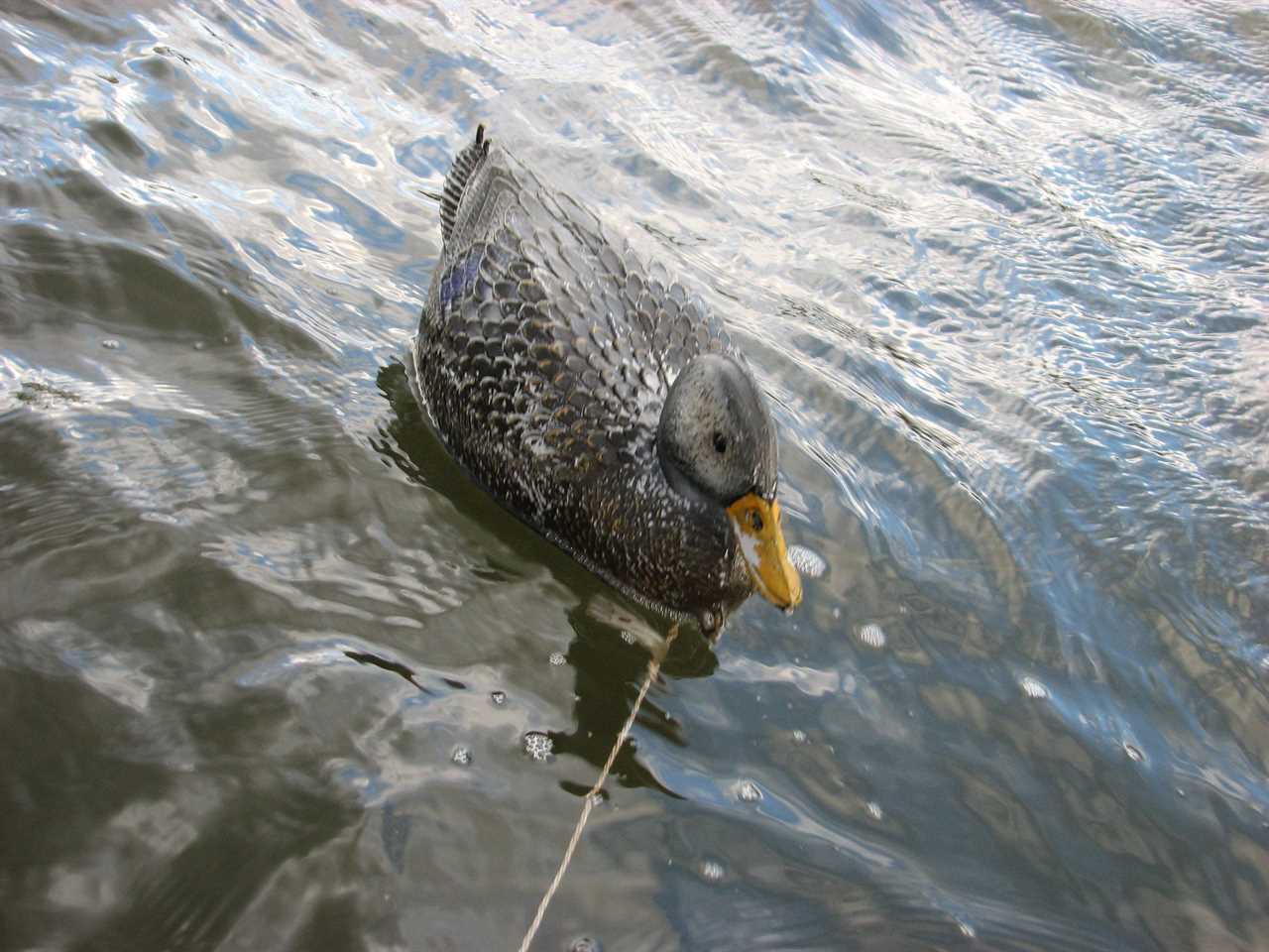 Lone duck decoy