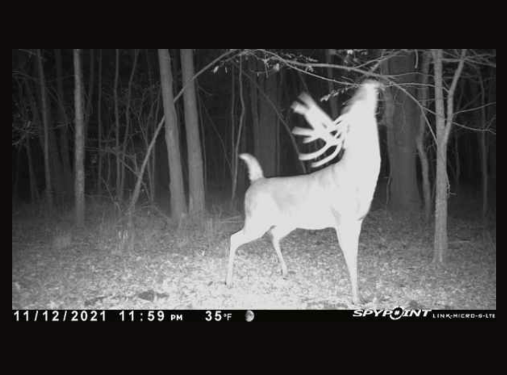 This Louisiana Firefighter Arrowed Two Great Bucks on Public Land This Fall