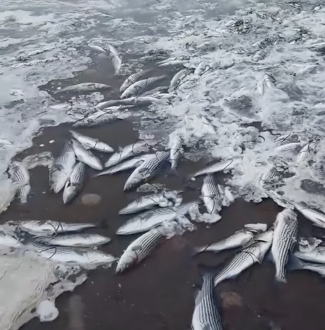 Striped bass fish kill.