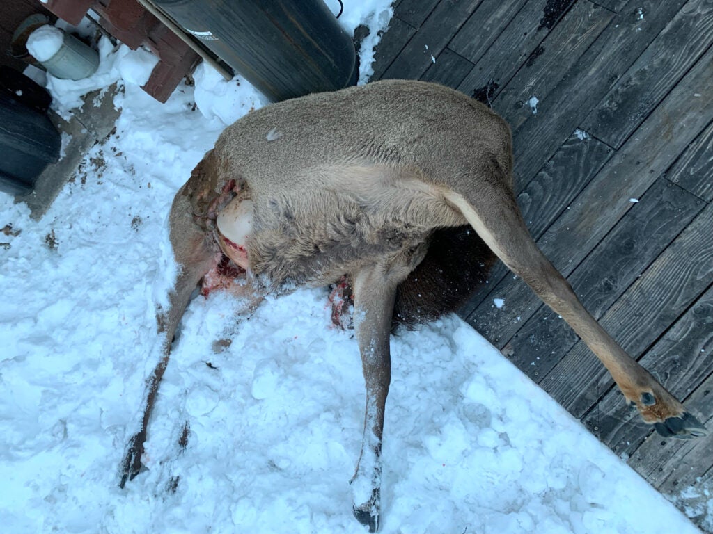 A mountain lion killed an elk in a Glenwood Springs yard.