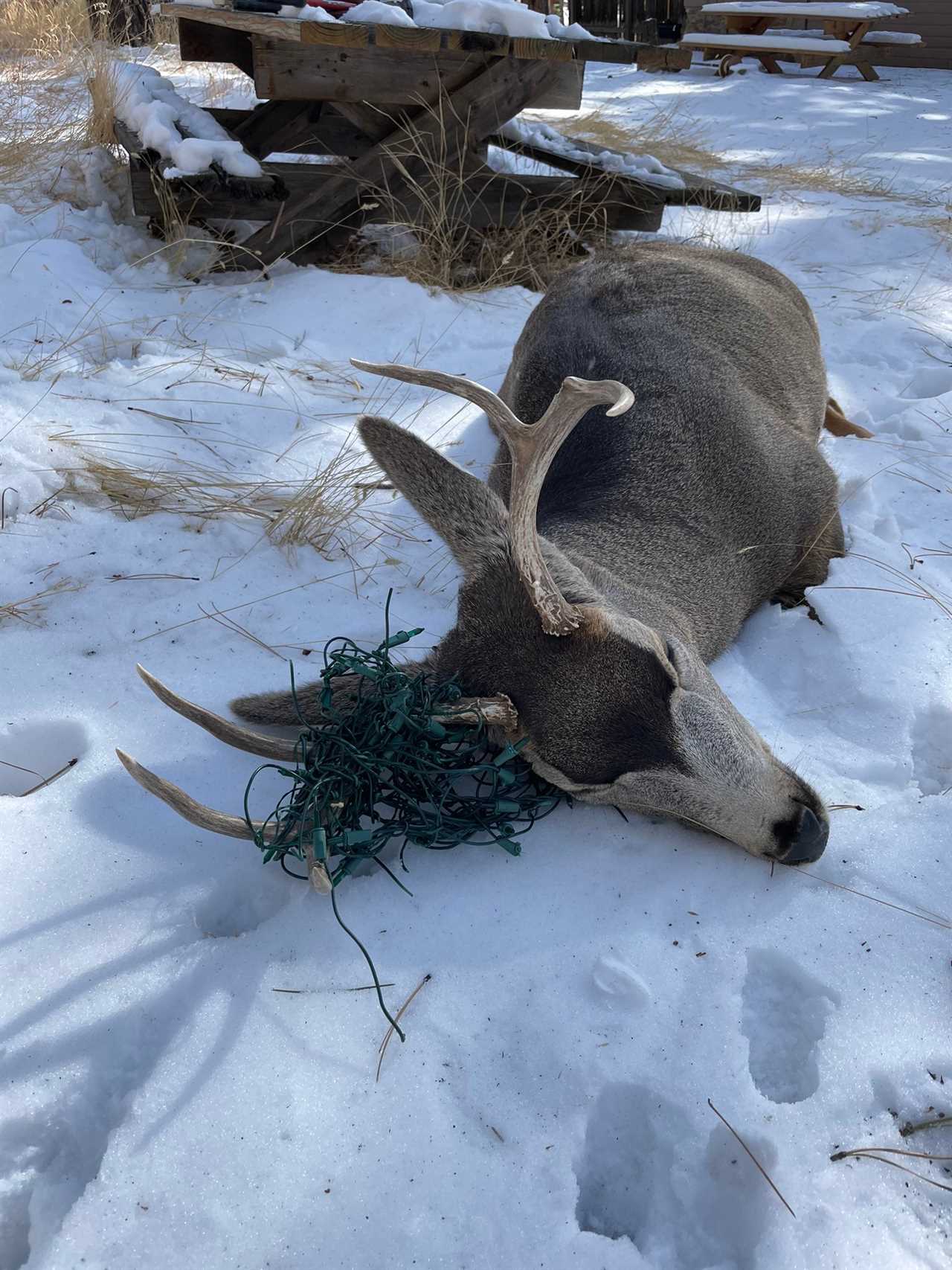 A mule deer in Colorado became entangled in Christmas lights.