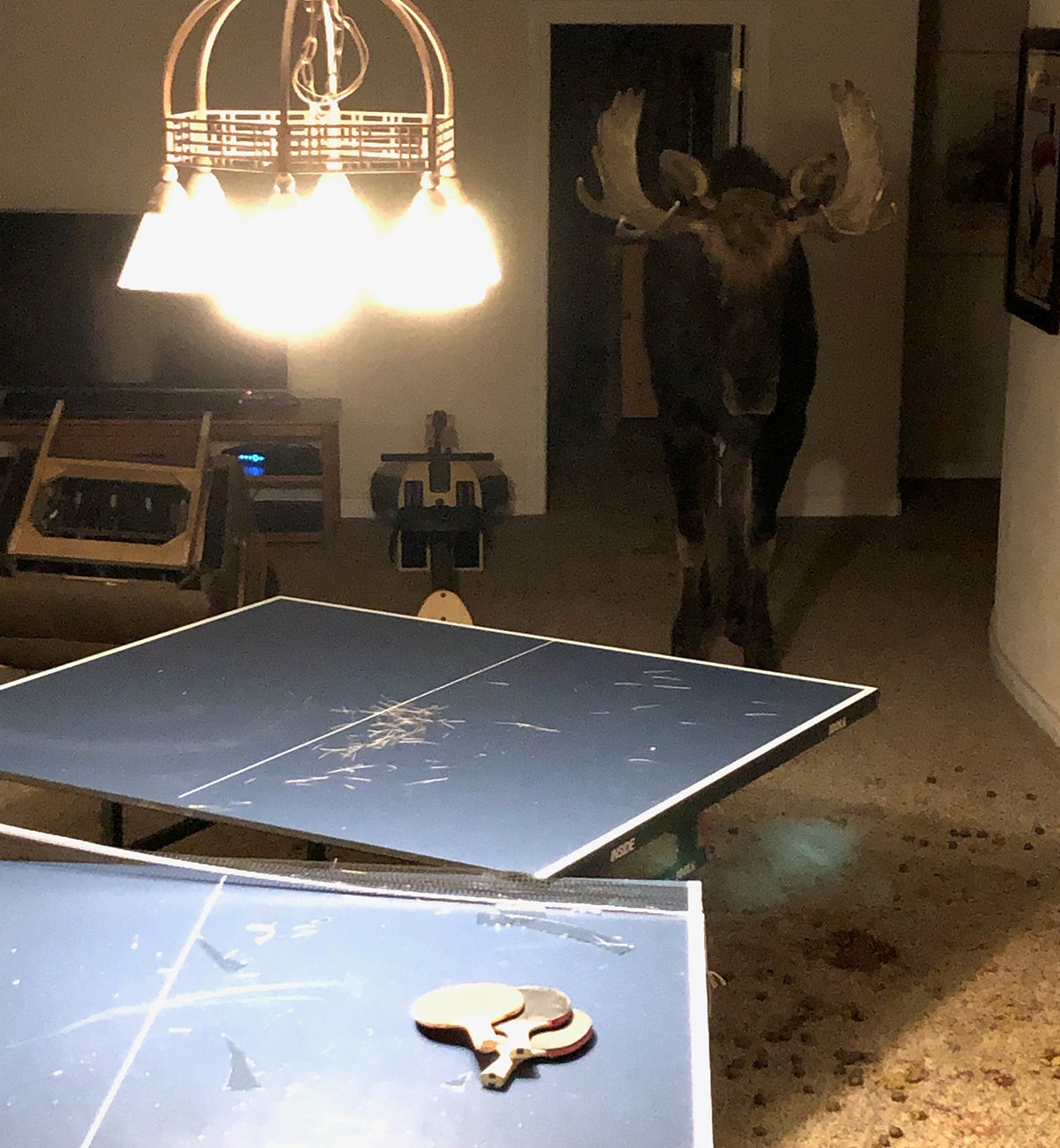 Moose in Breckenridge basement