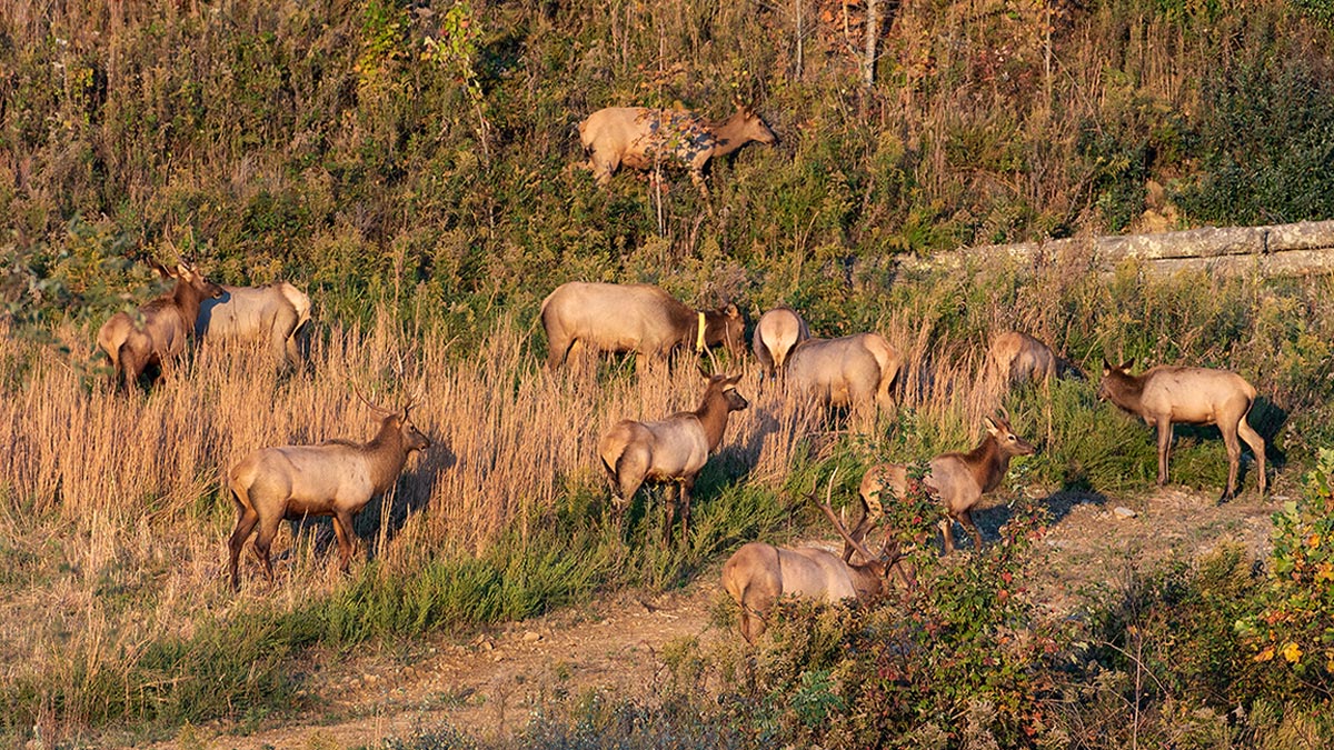 Virginia elk herd