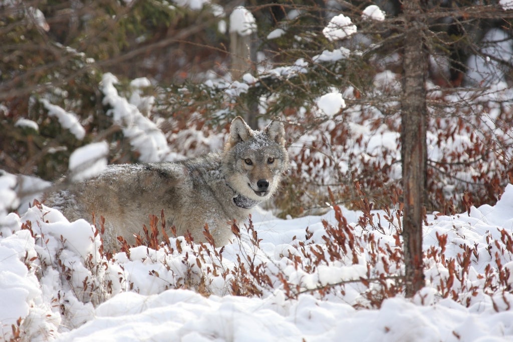 collared wolf wisconsin