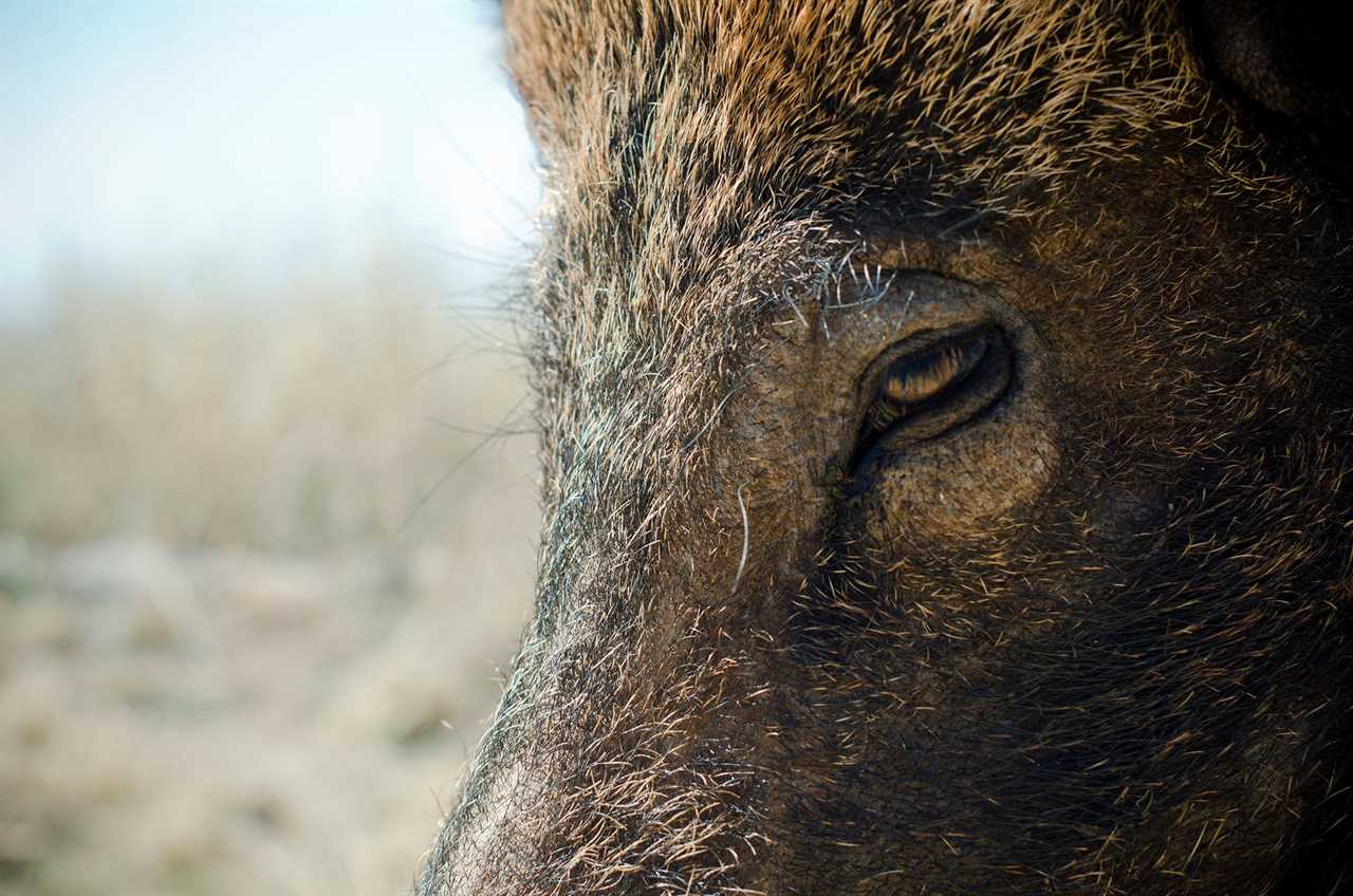 feral hog