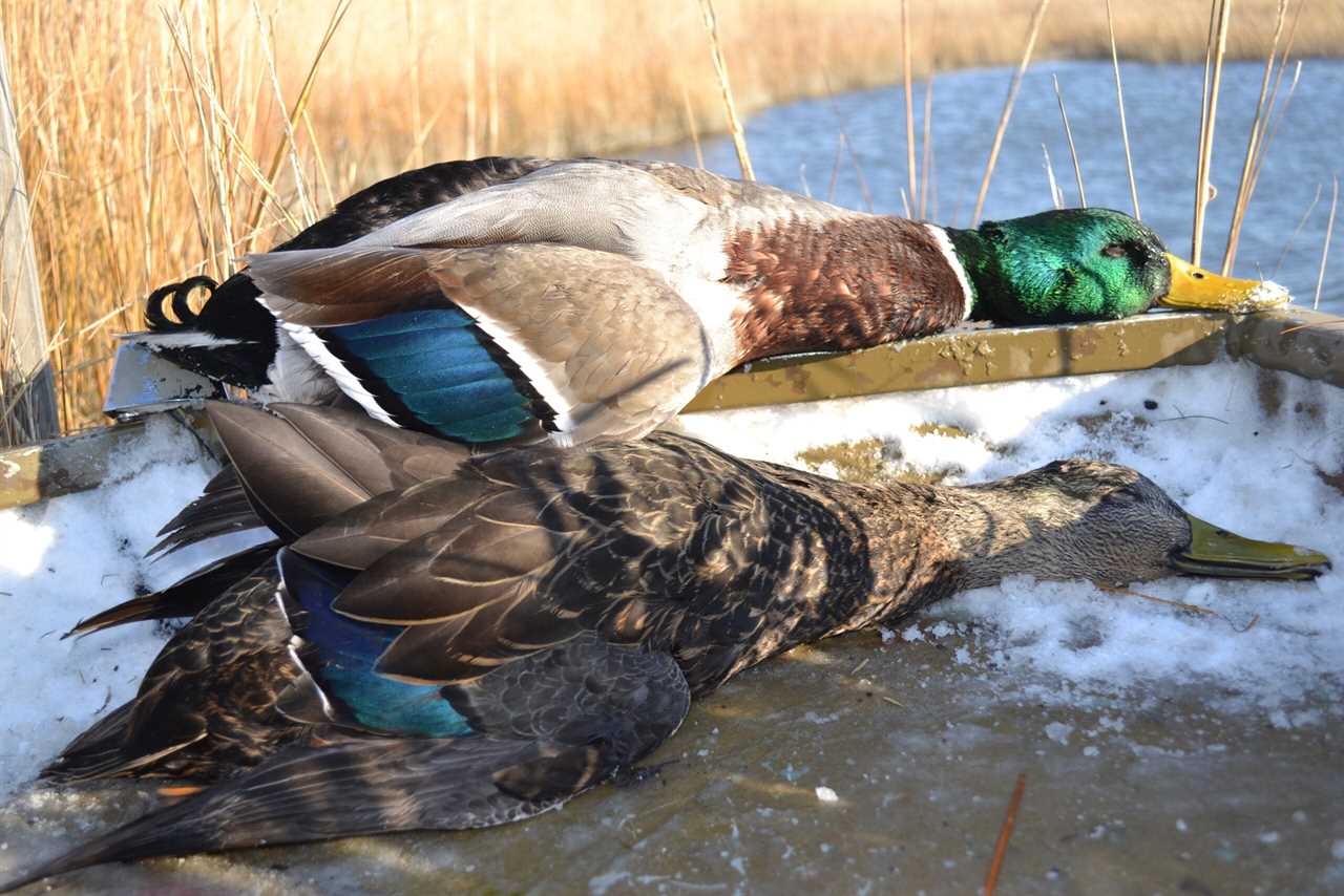 Black ducks were once thought to be in peril because of hybridization with mallards.