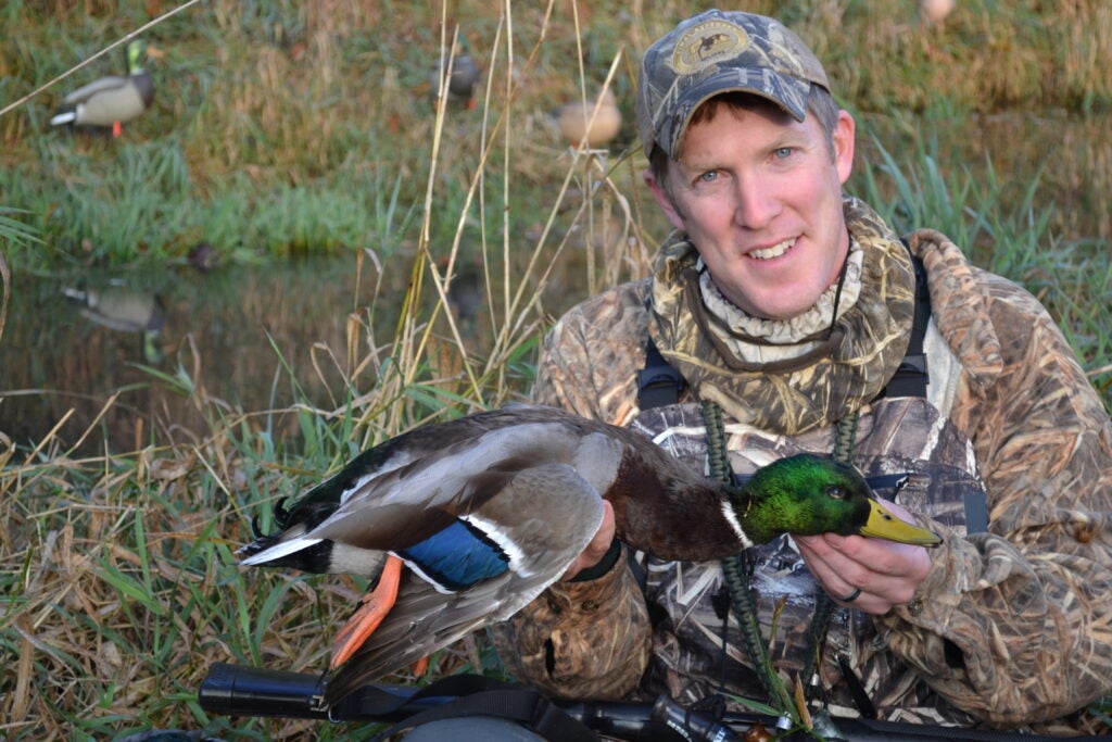 An Atlantic flyway greenhead.