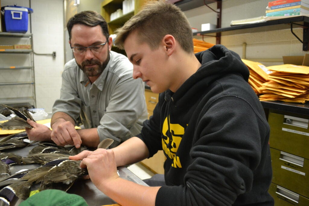 Isotopes tell biologists the location of a mallard hatch.